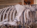Szkielet syreny morskiej w Muzeum Historii Naturalnej w Paryżu. Fot. FunkMonk, źródło: https://commons.wikimedia.org/wiki/File:Hydrodamalis.jpg, dostęp: 02.11.2015